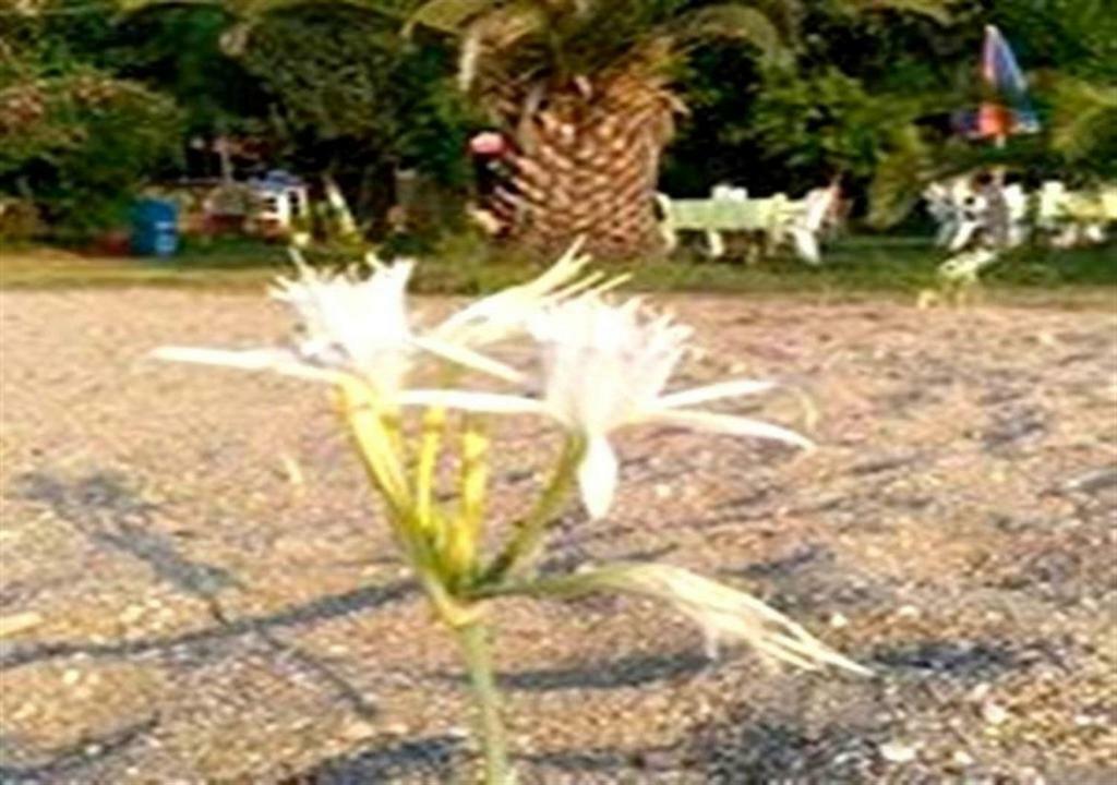 Aslihan Motel Anamur Exteriör bild